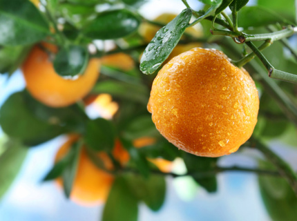 Sunquick fruit on tree